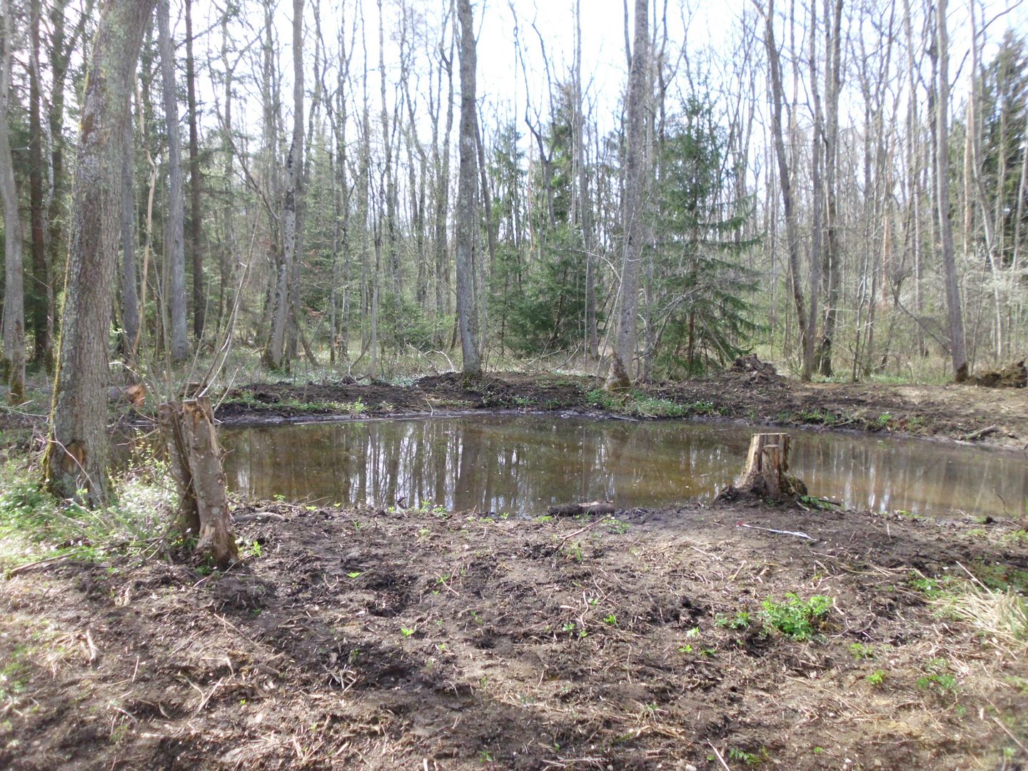 Laichteich im Wald