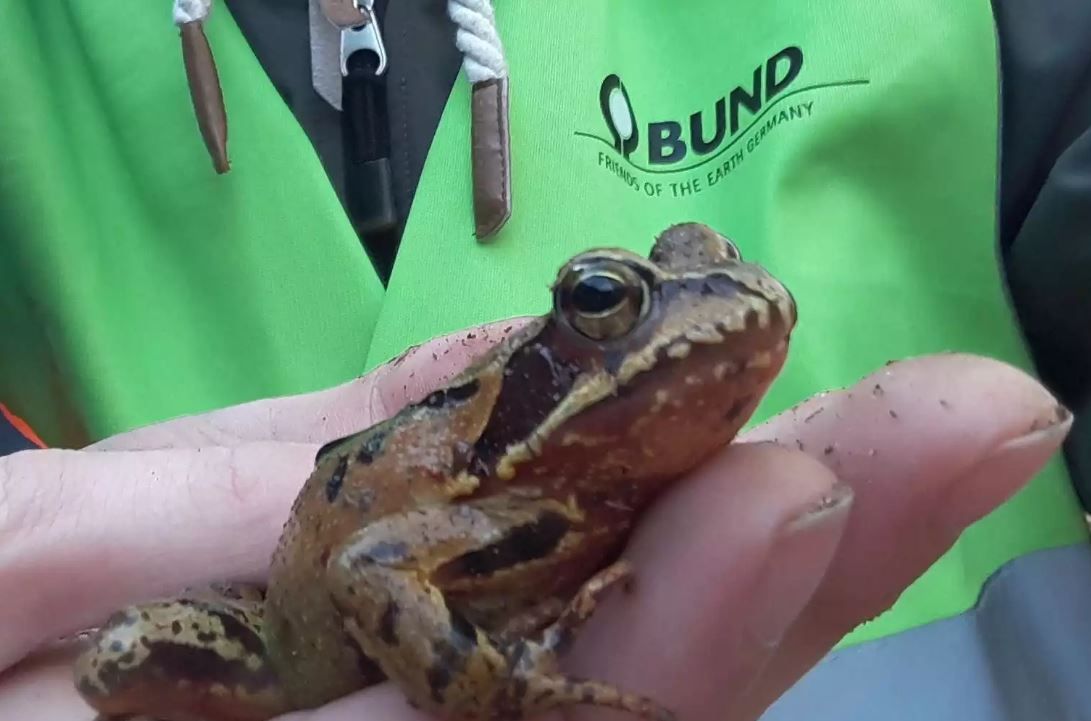 Kröte auf Hand