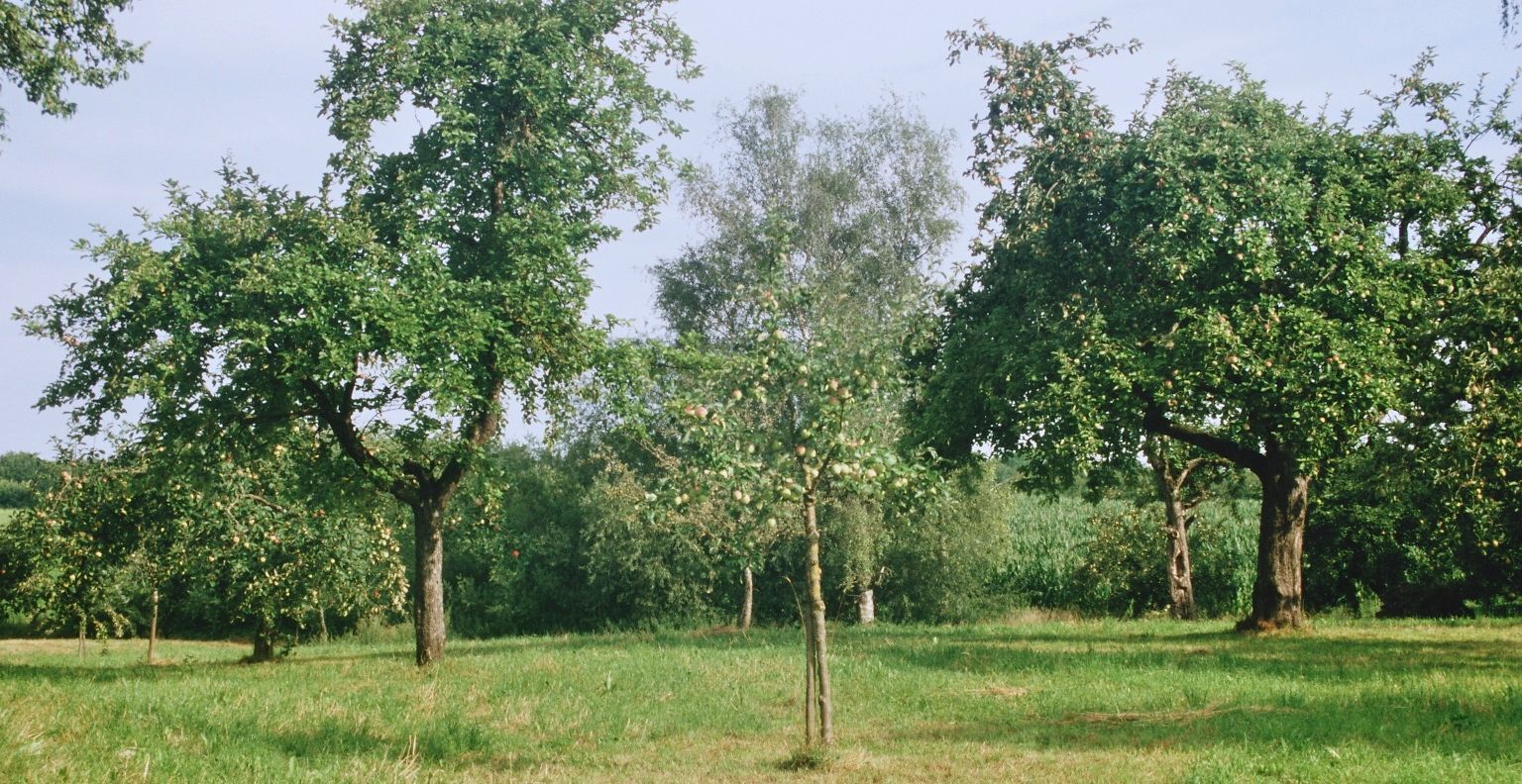 Streuobstwiese mit Äpfeln an den Bäumen