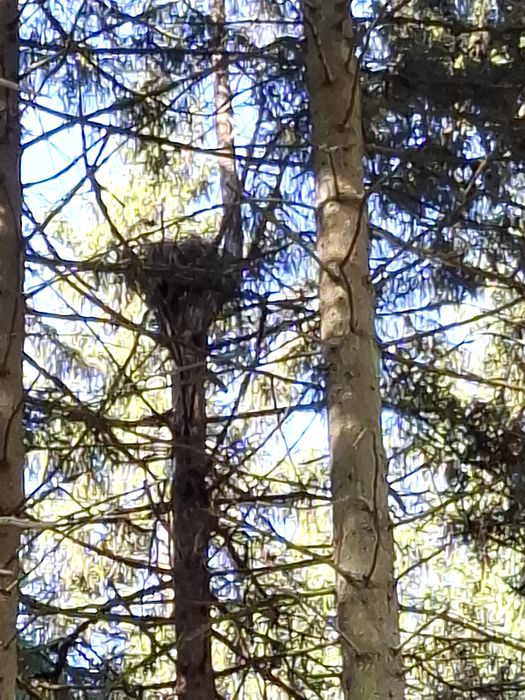 Horstbaum vor der Fällung