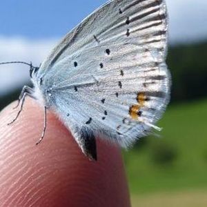 Bläuling (Schmetterling) sitzt auf einer Fingerspitze