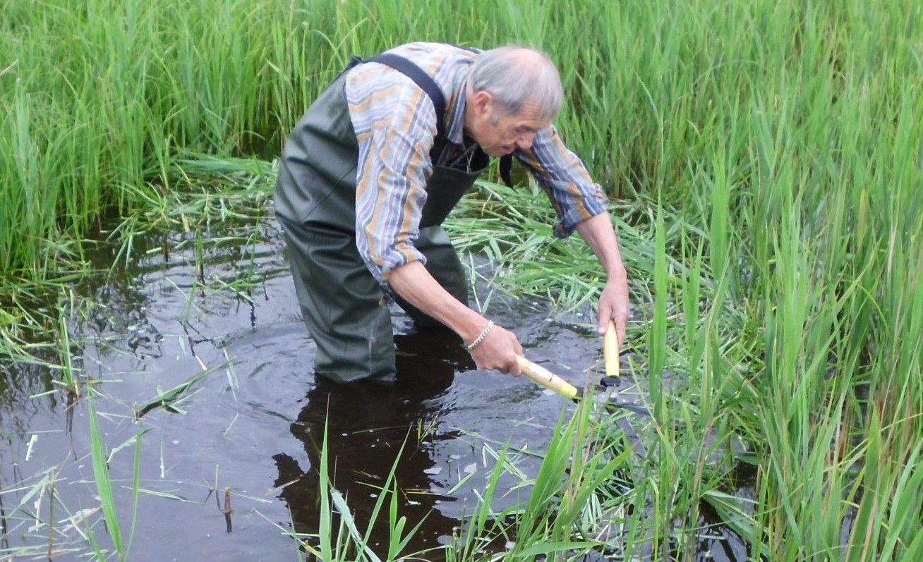 Laichteich: Schilf ausschneiden