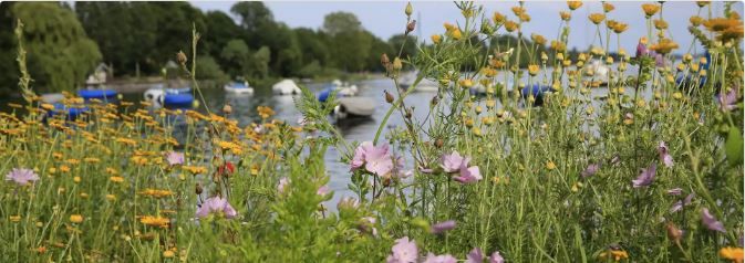 Wiese am Bodensee-Ufer